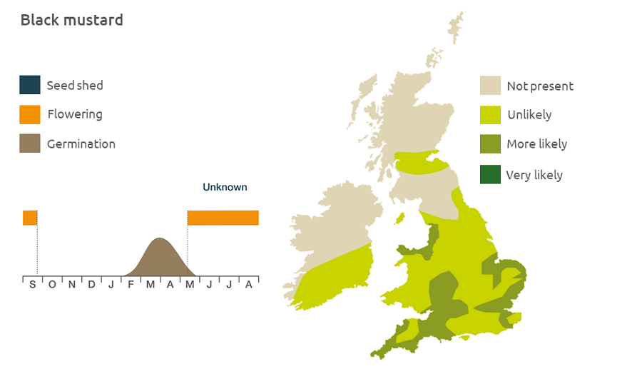 Black mustard life cycle and UK distribution